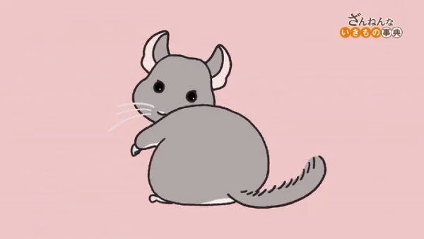 Энциклопедия жалких созданий 3 сезон Энциклопедия жалких созданий 3 сезон